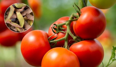 Podlewaj tym pomidory co kilka dni. Krzaczki ugną się od owoców