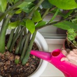 Podlewaj tym zamiokulkasa. Nie zliczysz nowych liści i łodyg