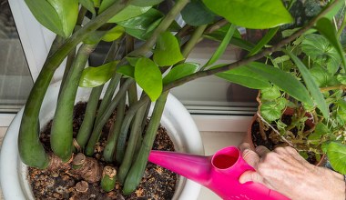 Podlewaj tym zamiokulkasa. Nie zliczysz nowych liści i łodyg