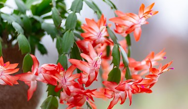 Podlewaj w ten sposób grudnika. Będzie kwitł aż do wiosny