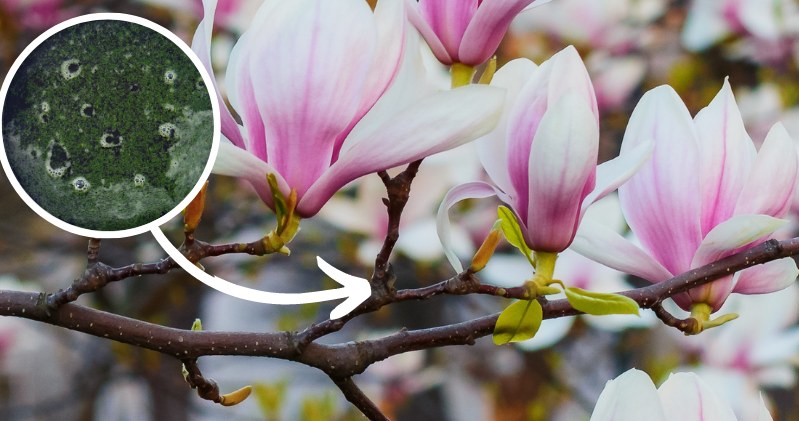 Podlewając magnolie nawozem z pokrzywy, gwarantujesz sobie bujne kwitnienie tych pięknych kwiatów /Pixel
