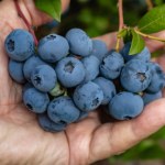 Podlewam tym borówkę w kwietniu. Latem ugina się od owoców