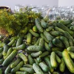 Podlewam tym ogórki po sadzeniu. Rosną jak na drożdżach i mają wielkie plony