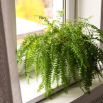 Podlewam tym paprotkę od lat. Wygląda jak z okładki magazynu ogrodniczego