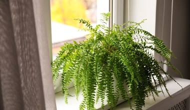 Podlewam tym paprotkę od lat. Wygląda jak z okładki magazynu ogrodniczego