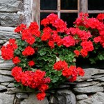 Podlewam tym pelargonie przez całą jesień. Są zdrowe i bujnie kwitną