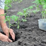 Podlewam tym sadzonki pomidorów. Są mocne i owocują szybciej