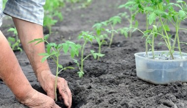 Podlewam tym sadzonki pomidorów. Są mocne i owocują szybciej