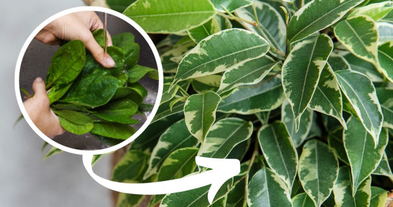 Podlewanie fikusa szpinakiem może sprawić, że twoja zmarniała roślina odżyje. A może nawet wystrzeli nowymi liśćmi /Pixel