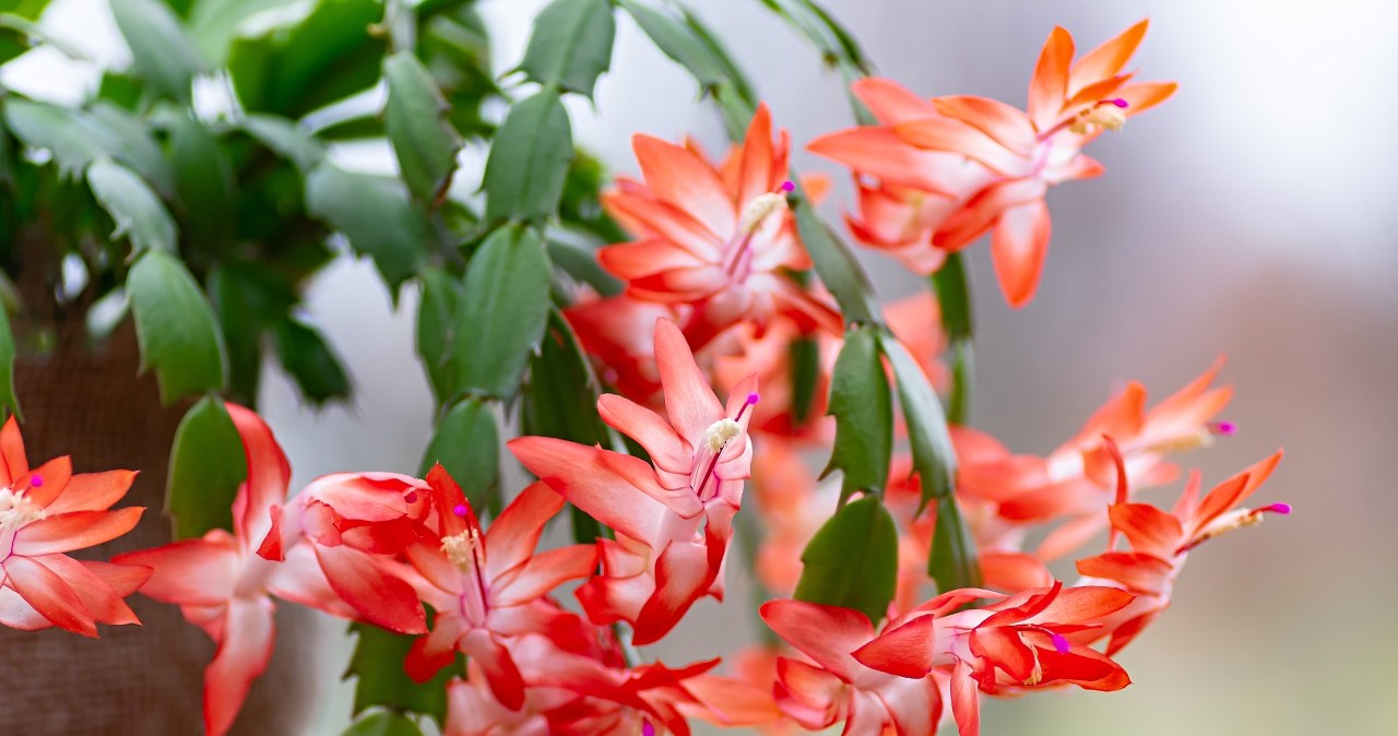 Podlewanie grudnika w tradycyjny sposób nie jest zalecane. Lepiej robić to od dołu /123RF/PICSEL