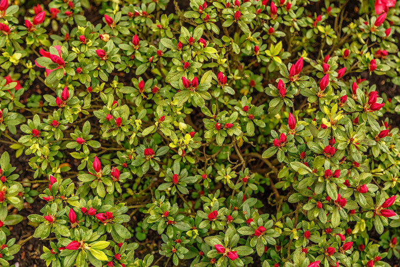 Podlewanie rododendronów latem po przekwitnięciu wzmocni roślinę /123RF/PICSEL