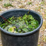 Podlewasz ogród nawozem z pokrzywy? Uważaj, te rośliny go nie znoszą 