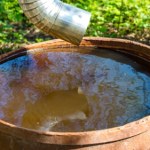 Podlewasz warzywa z ogródka deszczówką? Sprawdź, czy to dobry pomysł
