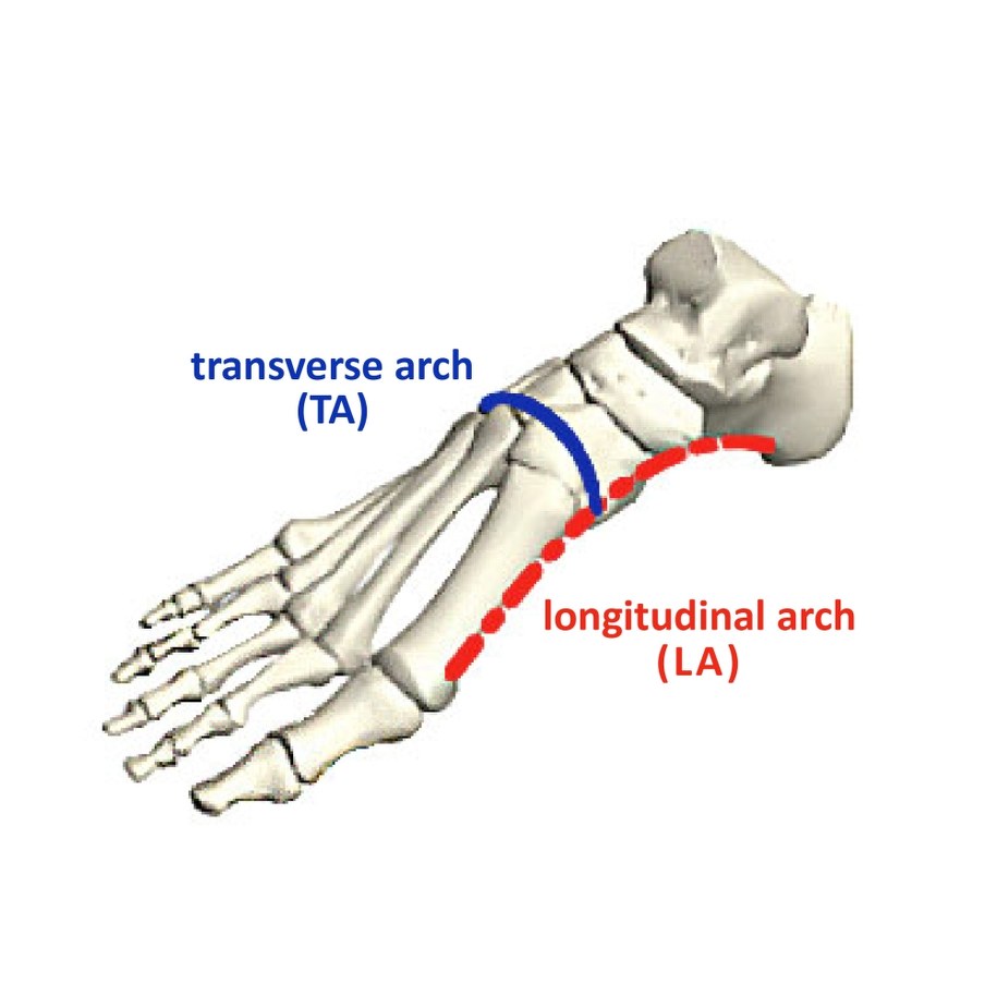 Podłużny łuk stopy był do tej pory głównie badany, ale okazuje się, że poprzeczny może być bardziej istotny /OIST /Materiały prasowe