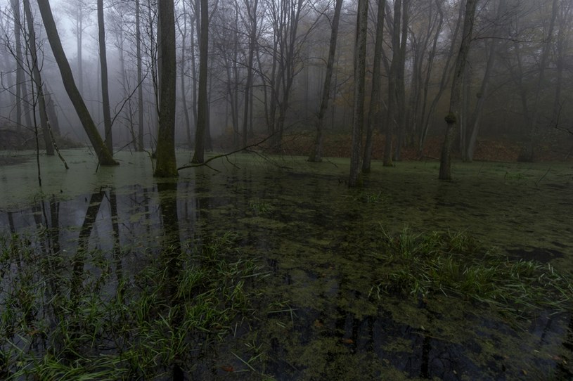 Podmokłe tereny pełną liczne funkcje, m.in. hydrologiczne /Stanislaw Bielski /East News