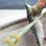 Podnieśli alarm. Wielka ucieczka 75 tys. zwierząt. To zmieni ekosystem