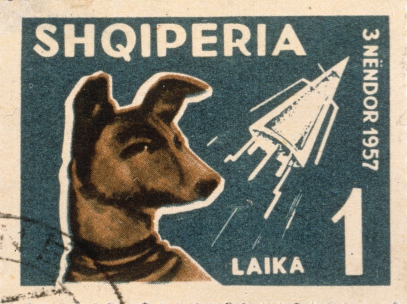 Podobizna Łajki znalazła się nawet na albańskich znaczkach pocztowych /Blank Archives /Getty Images