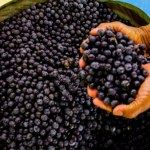 Podobne do borówek amerykańskich, ale o "większej mocy". Chronią mózg, są sprzymierzeńcem serca
