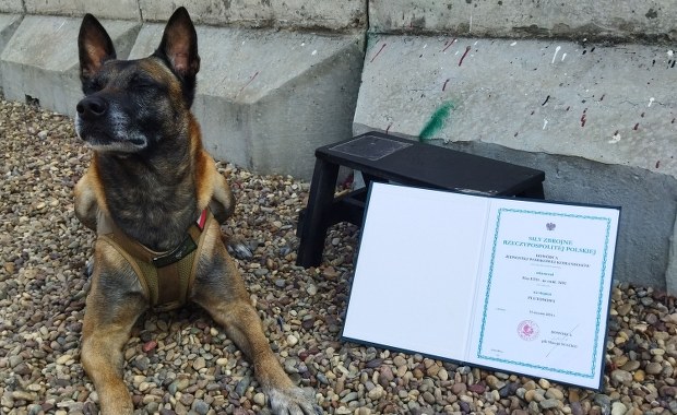 Podoficer na czterech łapach. ETO bohaterem nietypowego awansu w armii