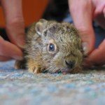 Podopieczni fundacji Dzika Ostoja: ​Większość zajączków w zębach przyniosły psy