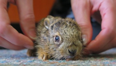 Podopieczni fundacji Dzika Ostoja: ​Większość zajączków w zębach przyniosły psy