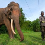 Podpalili zwierzę uznawane za święte. Mieszkańcy kraju są w szoku