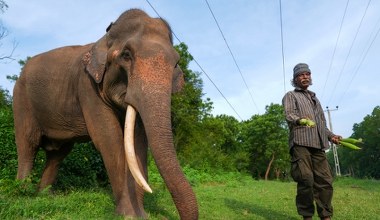 Podpalili zwierzę uznawane za święte. Mieszkańcy kraju są w szoku