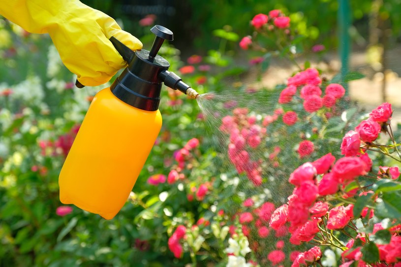 Podpowiadamy najlepsze sposoby na ochronę róż przed bruzdownicą pędówką! /123RF/PICSEL