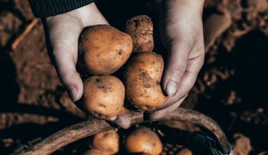 Podręczniki do napisania na nowo. Ziemniaki wzięły się od romansu pomidora