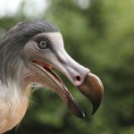 Podręczniki piszemy na nowo. Dodo głupi, ciężki i powolny? To nieprawda