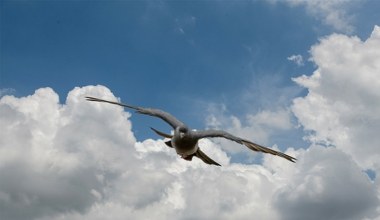 Podręczniki piszemy na nowo. Ptaki mają nieznany sposób nawigacji