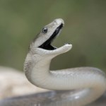 Podręczniki trzeba pisać na nowo? Chodzi o jedne z najgroźniejszych węży