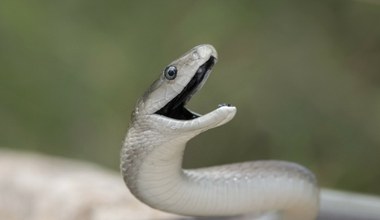 Podręczniki trzeba pisać na nowo? Chodzi o jedne z najgroźniejszych węży