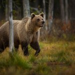 Podręczniki trzeba pisać na nowo? Myliliśmy się co diety niedźwiedzi