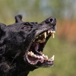 Podręczniki trzeba pisać na nowo? Odkrycie w sprawie psów wywołuje ciarki
