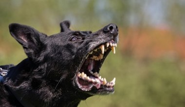 Podręczniki trzeba pisać na nowo? Odkrycie w sprawie psów wywołuje ciarki