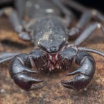 Podręczniki trzeba pisać na nowo. Oto najstarszy pajęczak świata