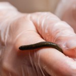 Pijawki Podręczniki trzeba pisać na nowo. Takiego krwiopijcy dotąd nie znaleziono