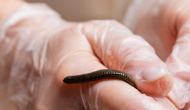 Podręczniki trzeba pisać na nowo. Takiego krwiopijcy dotąd nie znaleziono