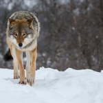 Podręczniki trzeba pisać na nowo? Wilk miał w żołądku coś zaskakującego