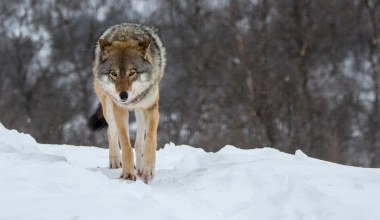 Podręczniki trzeba pisać na nowo? Wilk miał w żołądku coś zaskakującego