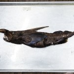Podręczniki trzeba pisać na nowo? Wyłowili z oceanu nieznaną dotąd rybę