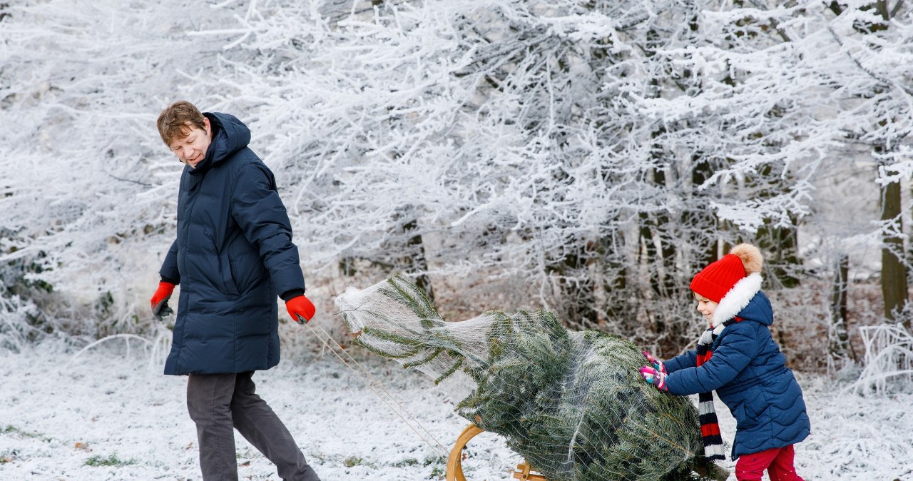 Podróż po choinkę, która stanie się świąteczną ozdobą domu, to wielkie przeżycie dla dzieci i dorosłych. Warto wybrać się na plantację choinek całą rodziną. /Pixel