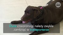 Podróż ze zwierzakiem. Paszport, aktualne szczepienia i co jeszcze?