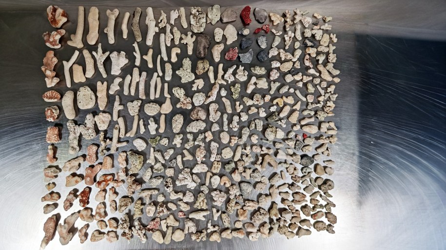 Podróżny wyjaśniał funkcjonariuszom, że zebrał fragmenty rafy koralowej na plaży /Krajowa Administracja Skarbowa