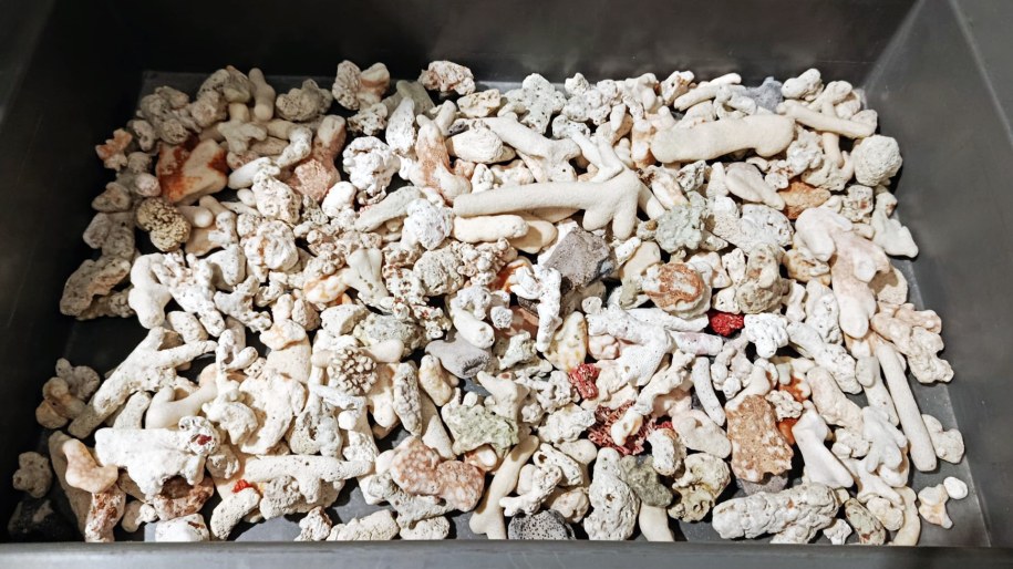 Podróżny z Seszeli miał w bagażu 5 kg rafy koralowej /Krajowa Administracja Skarbowa /Materiały prasowe