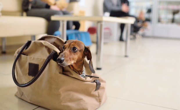 Podróżujesz z psem, kotem? Nowe przepisy weszły w życie