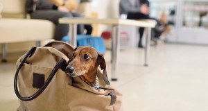 Podróżujesz z psem, kotem? Nowe przepisy weszły w życie