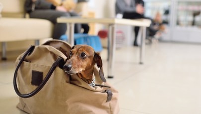 Podróżujesz z psem, kotem? Nowe przepisy weszły w życie