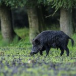 Podrzucono chorego dzika? Rząd mówi o sabotażu. Uwagę zwraca ten szczegół